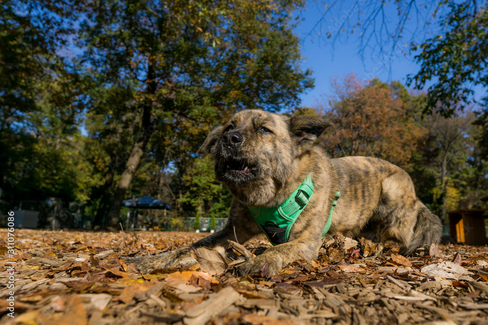 Obraz premium 甲斐犬 犬