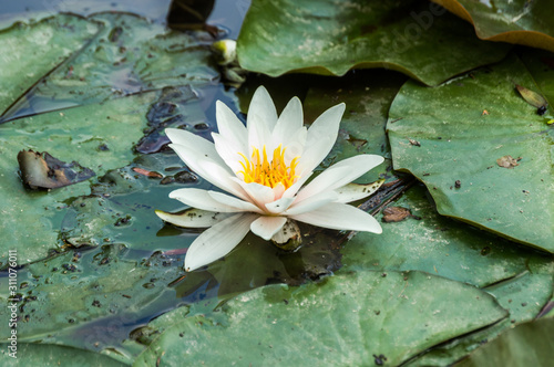 water lily in pond