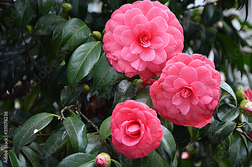 Fototapete japanese camellia beautiful pink flowers in the garden