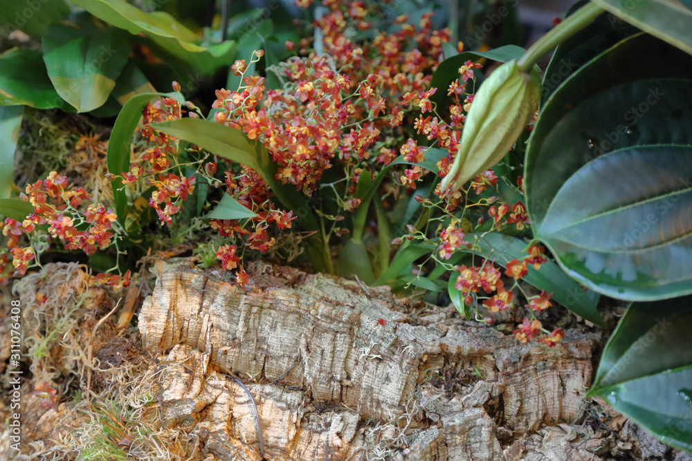 Obraz premium Picturesque blossoming of a beautiful flower in the winter in the greenhouse