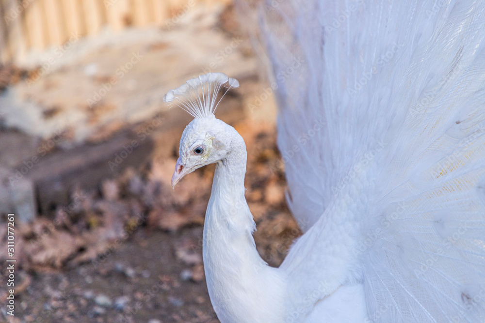 Elegant white color peacock Elegant white color peacock