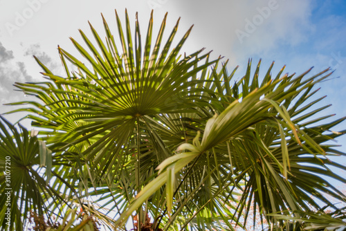 green palm tree and cloudy sky