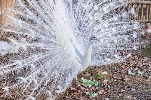 Elegant white color peacock photo