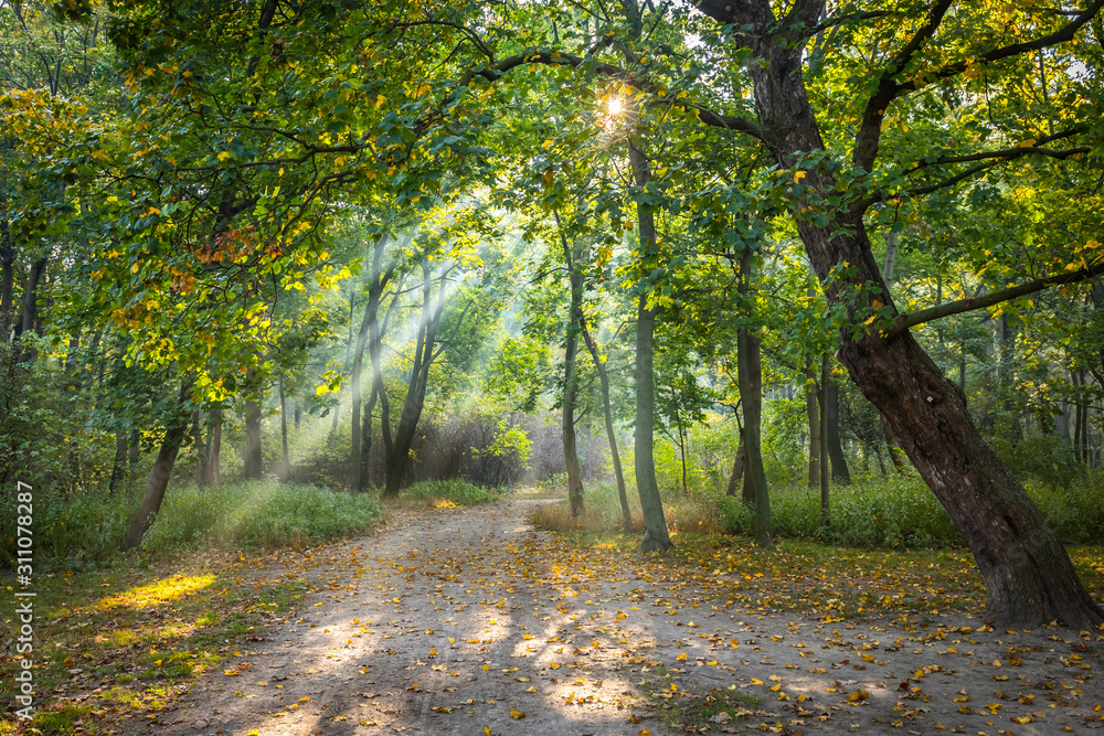Fototapeta premium Walking path through a park illuminated by wonderful sun beams