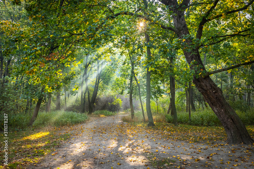 Walking path through a park illuminated by wonderful sun beams photo