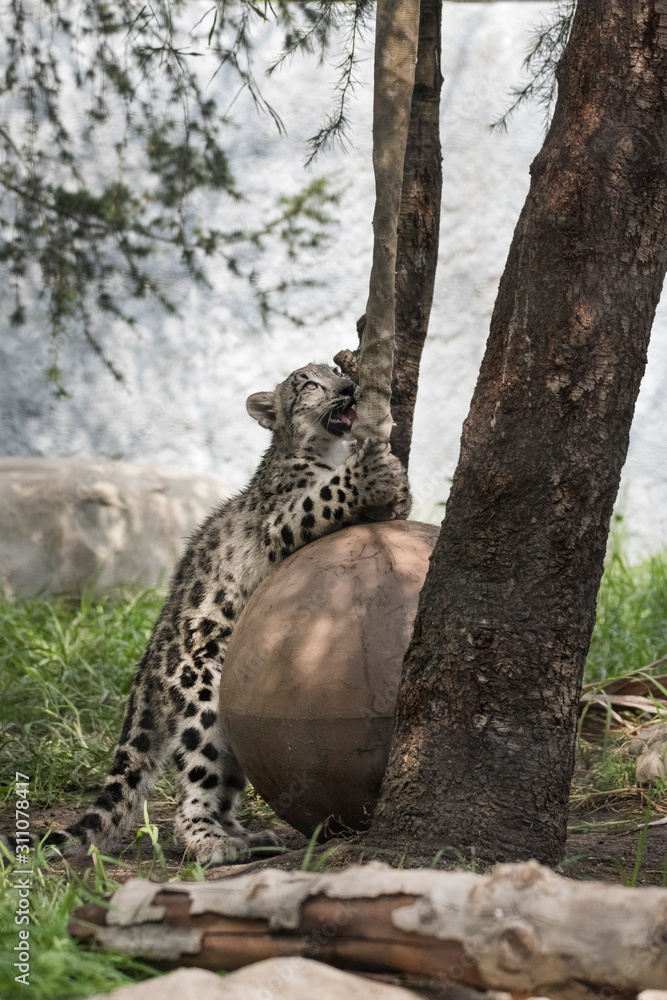 Obraz premium Snow Leopard playing on a ball against a tree