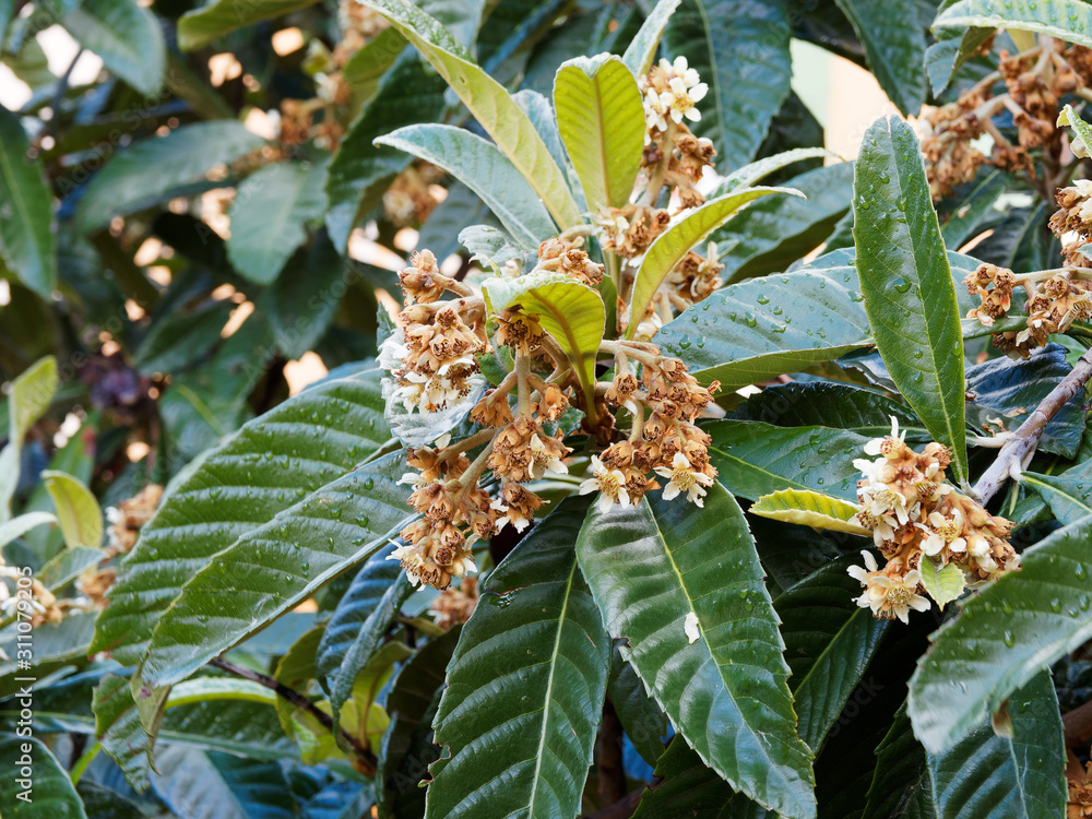 (Eriobotrya japonica) Néflier du Japon en fleurs en fin d'automne Stock — free download