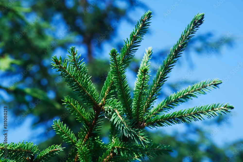 Detailed Christmas tree branches background. Detailed Christmas tree branches background.
