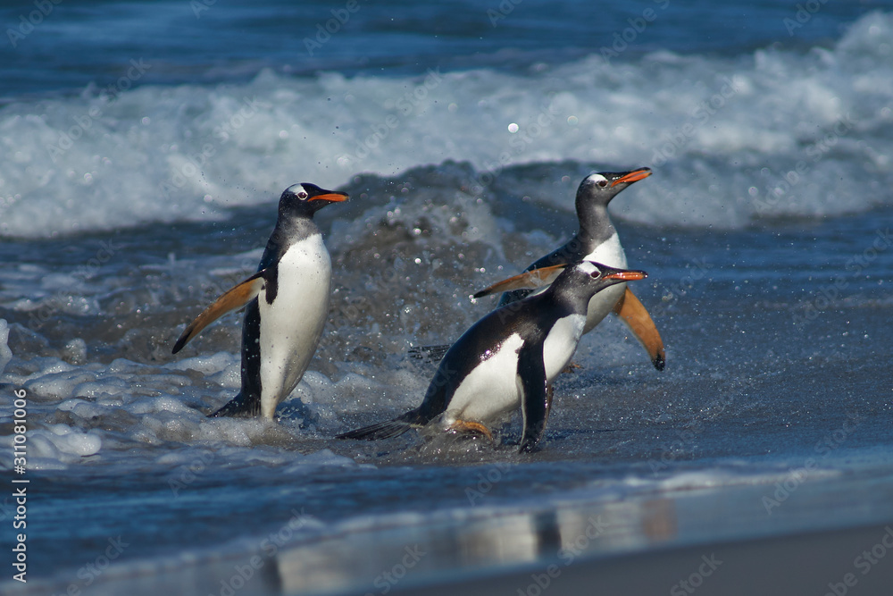Fototapeta premium Gentoo Penguins (Pygoscelis papua) coming ashore after feeding at sea on Sea Lion Island in the Falkland Islands.