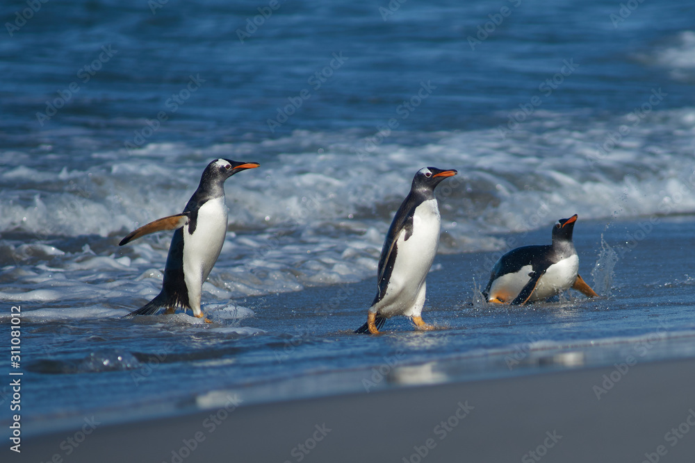 Obraz premium Gentoo Penguins (Pygoscelis papua) coming ashore after feeding at sea on Sea Lion Island in the Falkland Islands.