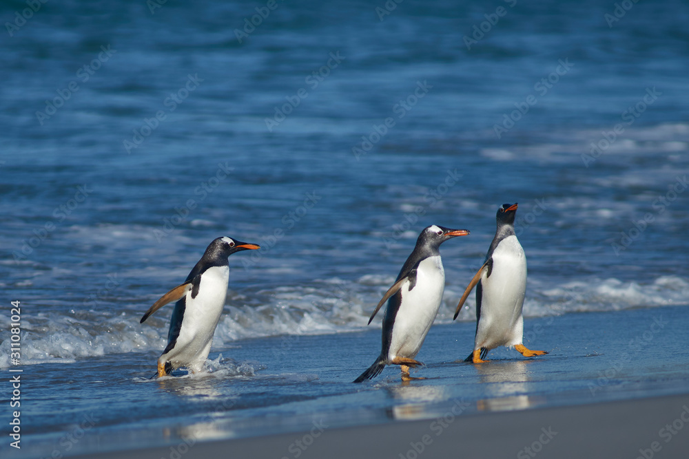 Fototapeta premium Gentoo Penguins (Pygoscelis papua) coming ashore after feeding at sea on Sea Lion Island in the Falkland Islands.