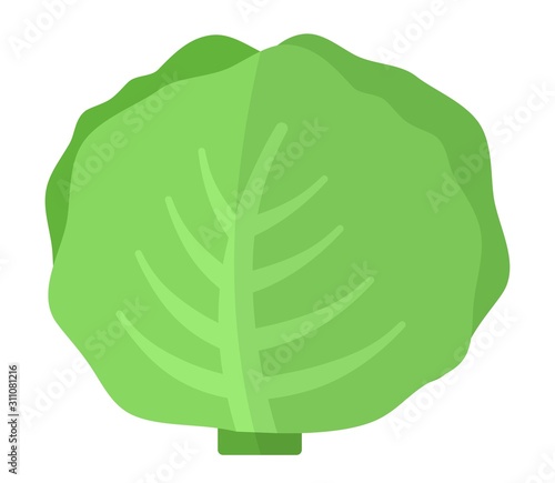 White cabbage head vector icon flat isolated