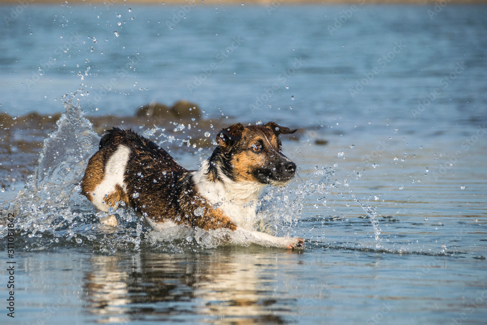 Jack russel terier is running in the water. It was autumn photo workshop.