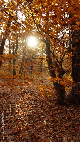 Autumn  forest