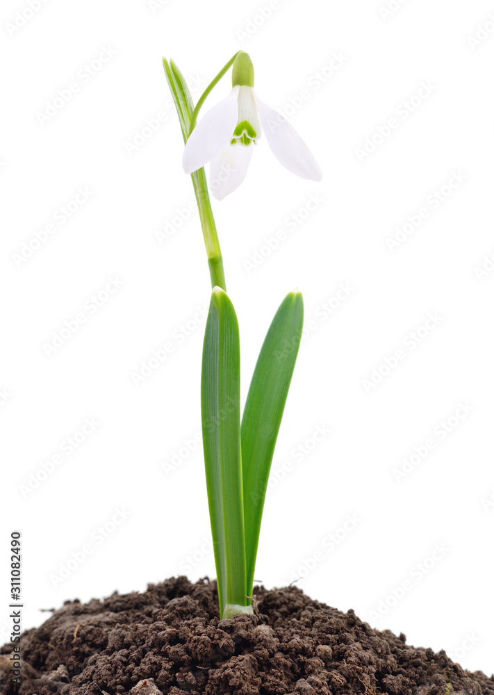 Snowdrop on white. Snowdrop on white.