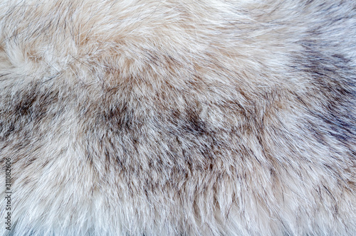 White Fox fur close-up. Texture of natural light fur.