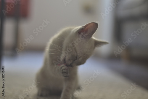 Marilina Cat