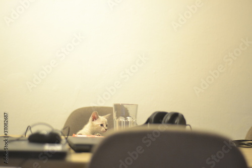 Marilina Cat