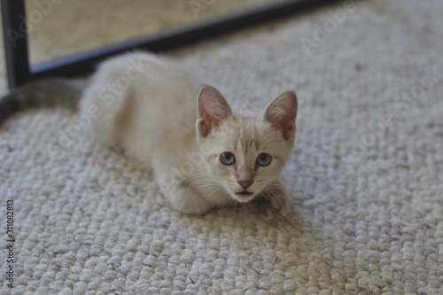 Marilina Cat
