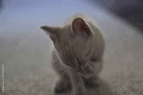 Marilina Cat