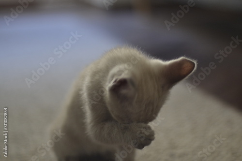 Marilina cat
