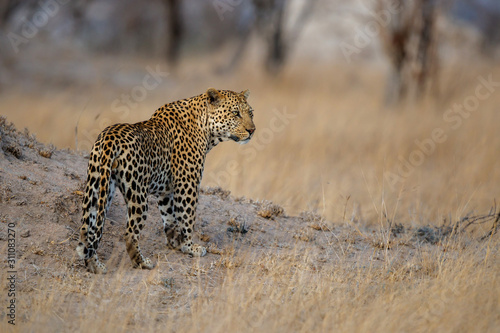 Leopard male in Sabi Sands private game reserve in the Greater Kruger Region in South Africa