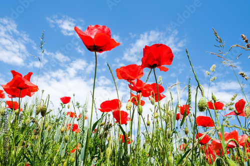 Beautiful red poppies on the edge of a wheat field