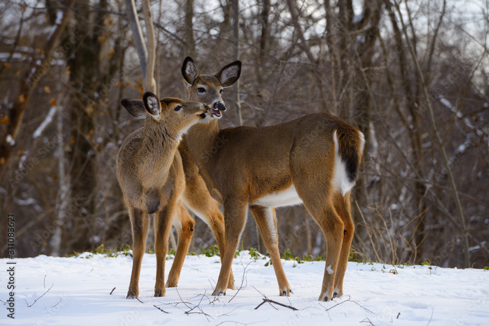 Two White Tailed Doe deer kissing in winter in a backyard in a Toronto ravine