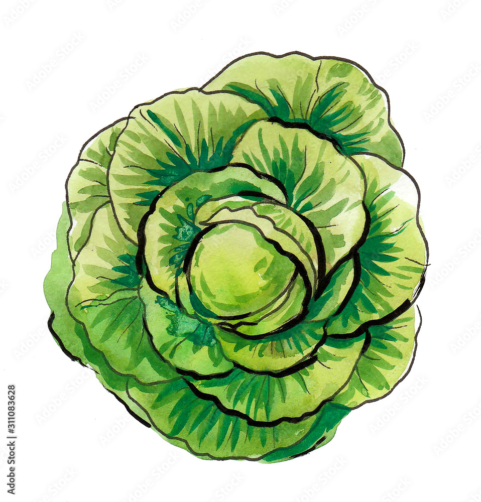 Obraz premium Green head of cabbage vegetable. Ink and watercolor illustration
