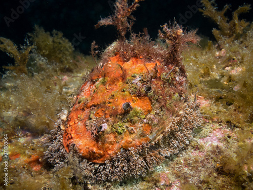 mollusc abalone on stone  in japan sea