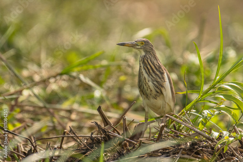 Chinese pond heron / Ardeola bacchus