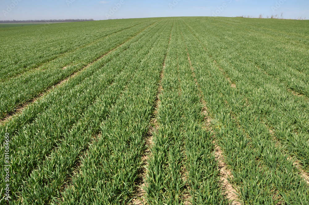 Winter wheat sowings Winter wheat sowings