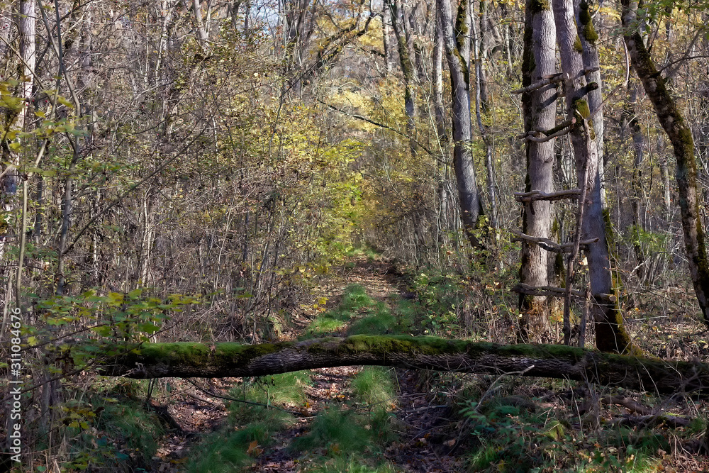 Fototapeta premium Evening walks in the autumn forest, yellow foliage, evening sun warm air in the sunset period of the day.