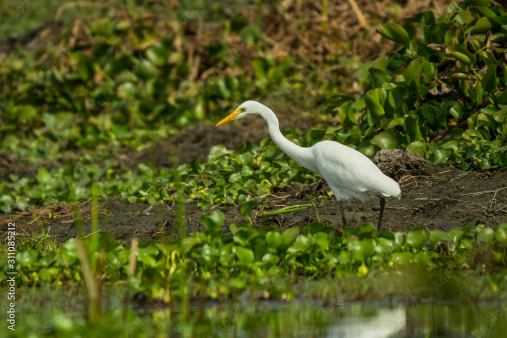 Intermediate egret / Ardea intermedia Intermediate egret / Ardea intermedia