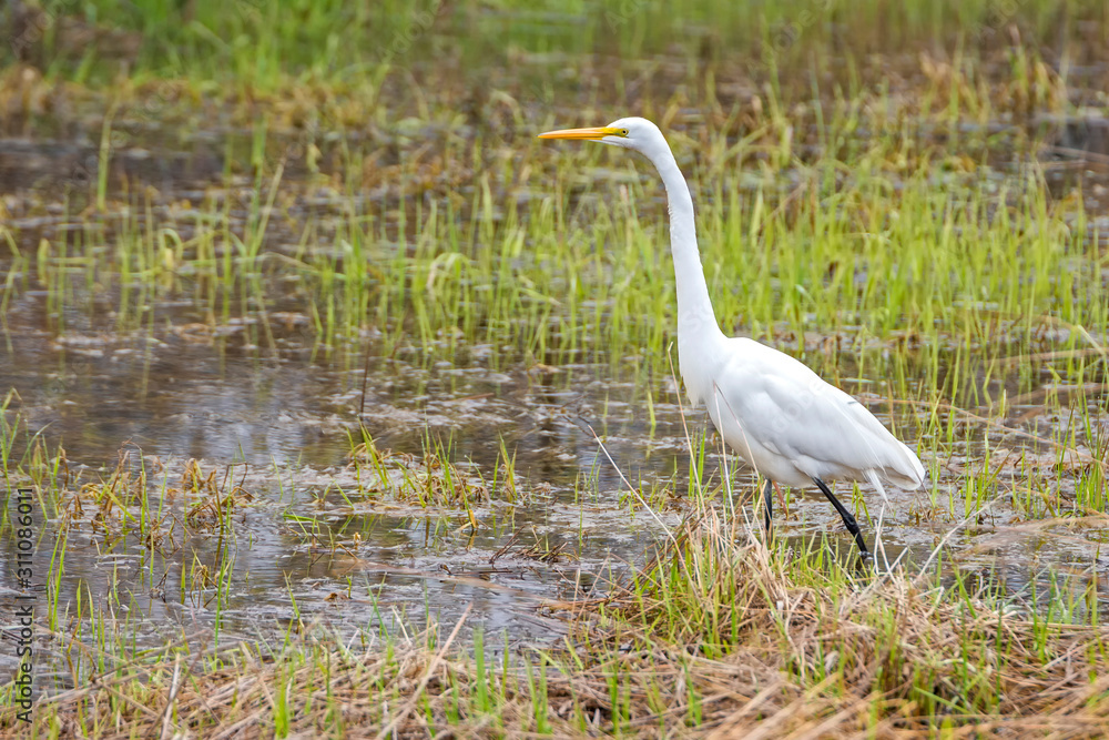 Great Egret in a marsh on an overcast day. Bird is walking through the grass and water. Room for text. Great Egret in a marsh on an overcast day. Bird is walking through the grass and water. Room for text.