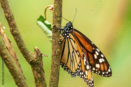 Monarch butterfly with green background