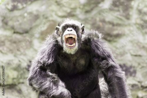 Fototapet angry chimp with the mouth open