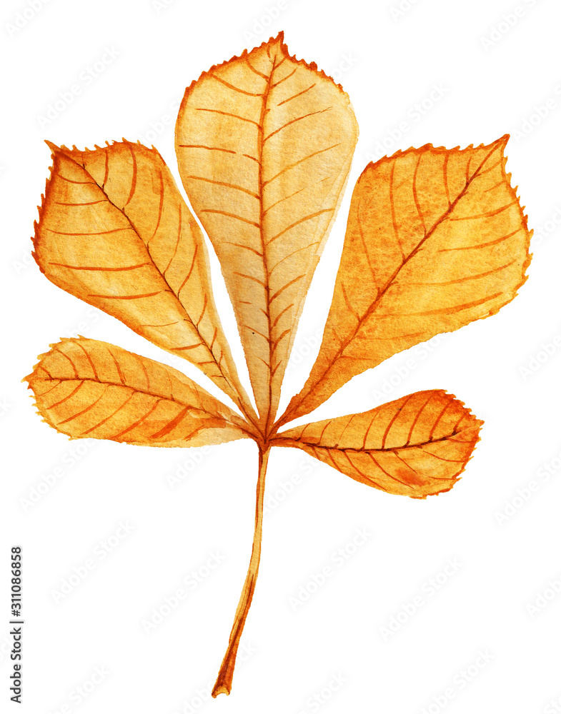 Horse chestnut leaf watercolour