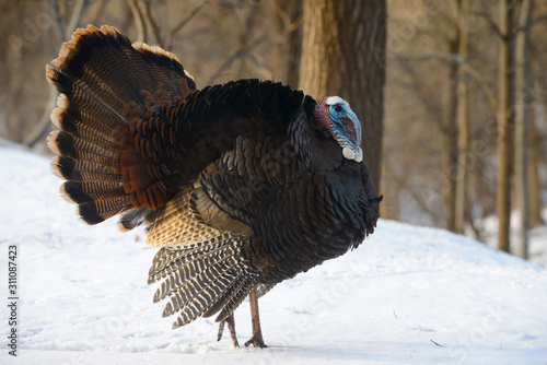 Puffed up wild young Tom Turkey walking in snow next to a ravine backyard in Toronto