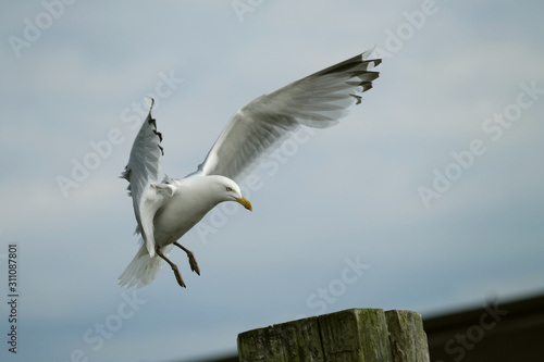 Gull spreading out the wings