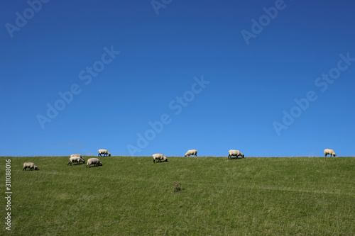 Deich an der Nordseek  ste mit Schafen und blauem Himmel im Sommer 2019 - Stockfoto