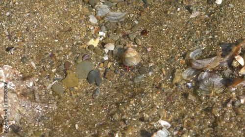 Hermit crab with a shell crawling in shallow water photo