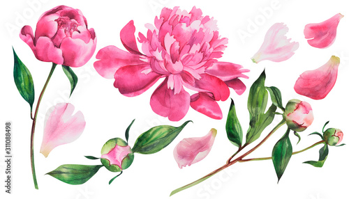 Set of pink peonies  watercolor flowers on an isolated white background  watercolor peony illustration  botanical painting  stock illustration.