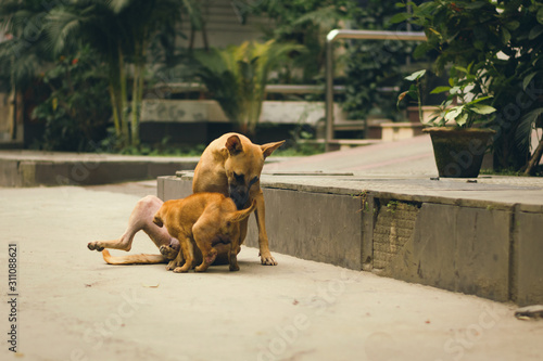 brown indian pariah mamma dog licking puppy in the middle of a urban road surrounded by green trees