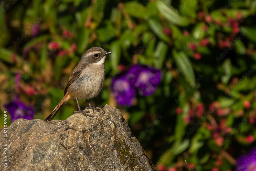 Obraz premium Grey Bushchat / Saxicola ferreus