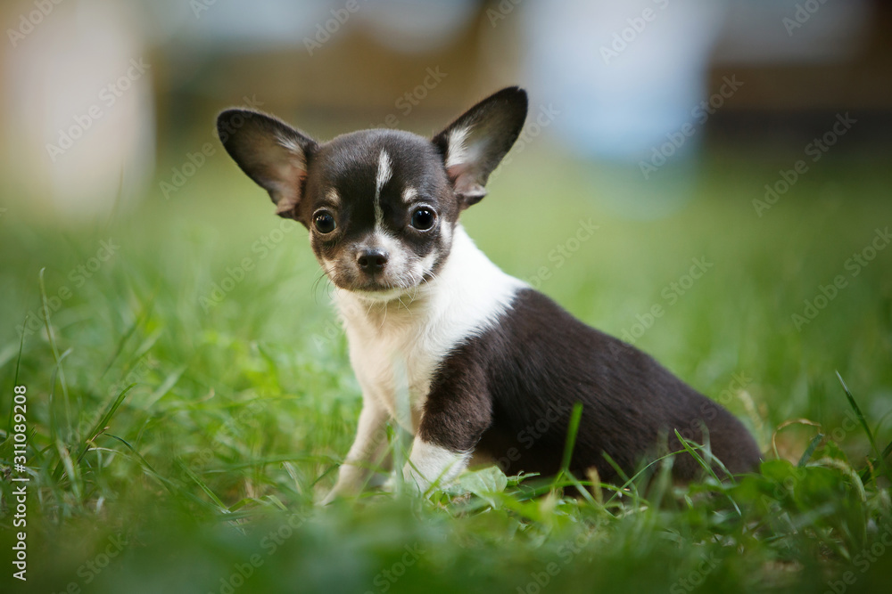 Chihuahua puppy on green grass Chihuahua puppy on green grass