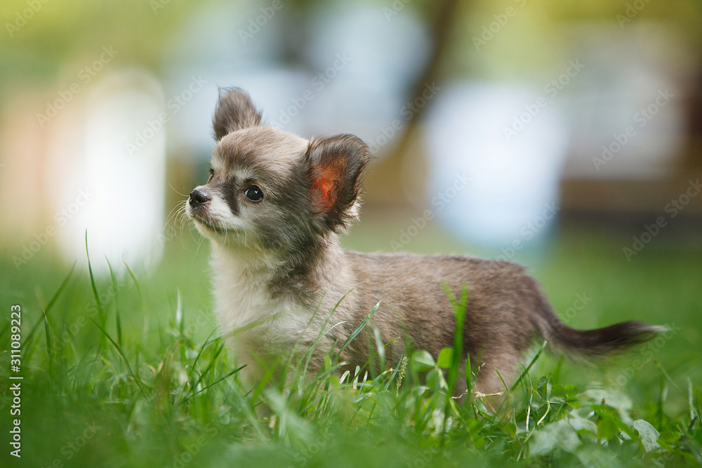 Chihuahua puppy on green grass