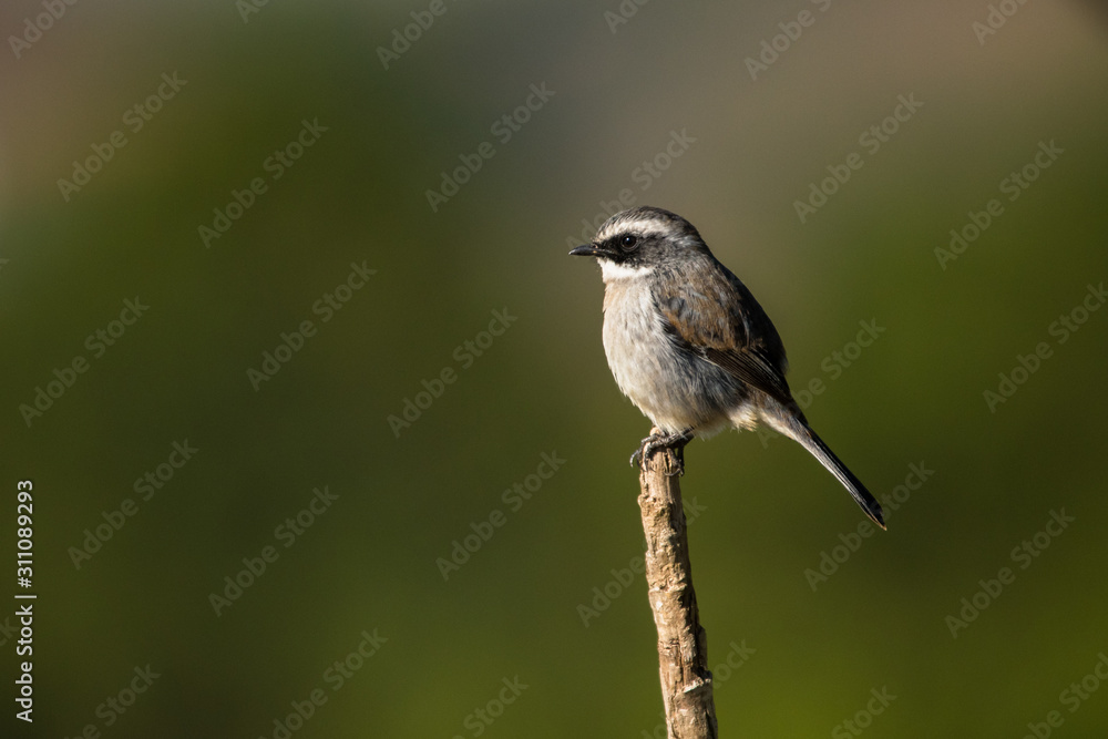 Grey Bushchat / Saxicola ferreus Grey Bushchat / Saxicola ferreus
