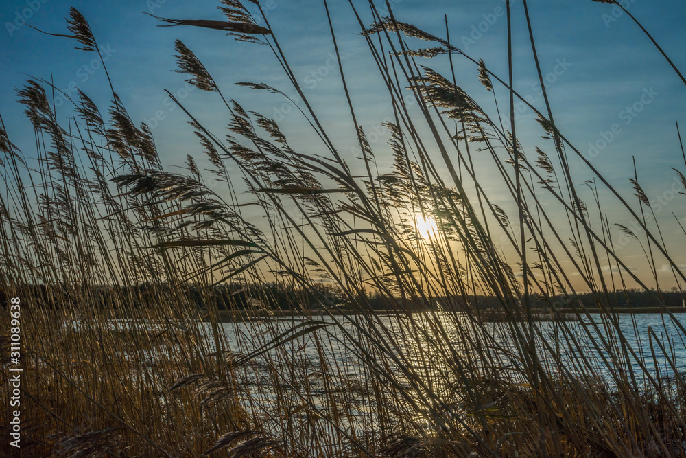 Low sun in midday during Nordic winter in Estonia. Sun shines through the reed over the river. Straw creates dark natural curtain. December day. Low sun in midday during Nordic winter in Estonia. Sun shines through the reed over the river. Straw creates dark natural curtain. December day.