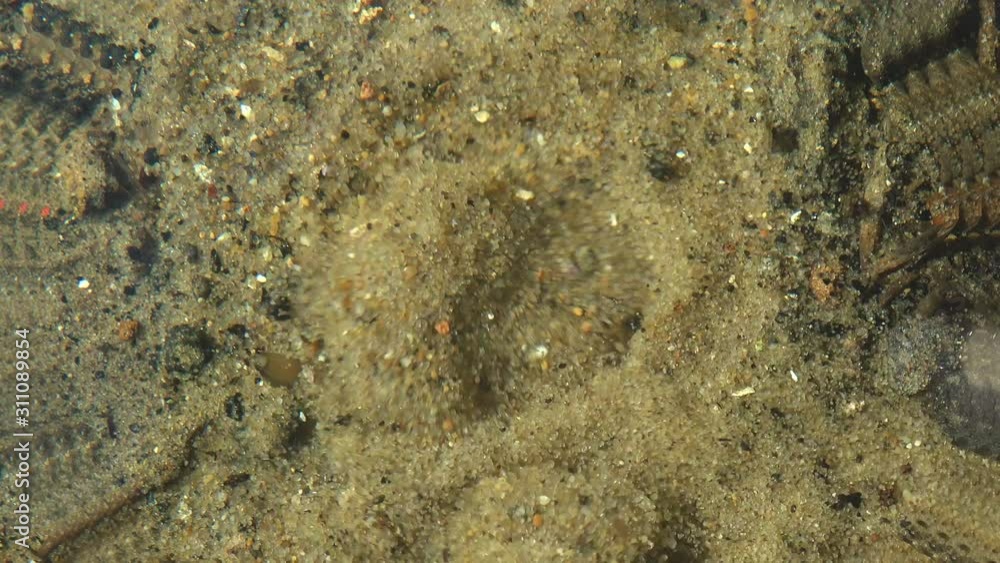 Forest spring breaks out of sand, clean fresh water with natural filter Forest spring breaks out of sand, clean fresh water with natural filter